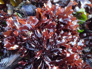 St. Lucia Premium Purple Sea Moss 1/2 Pound